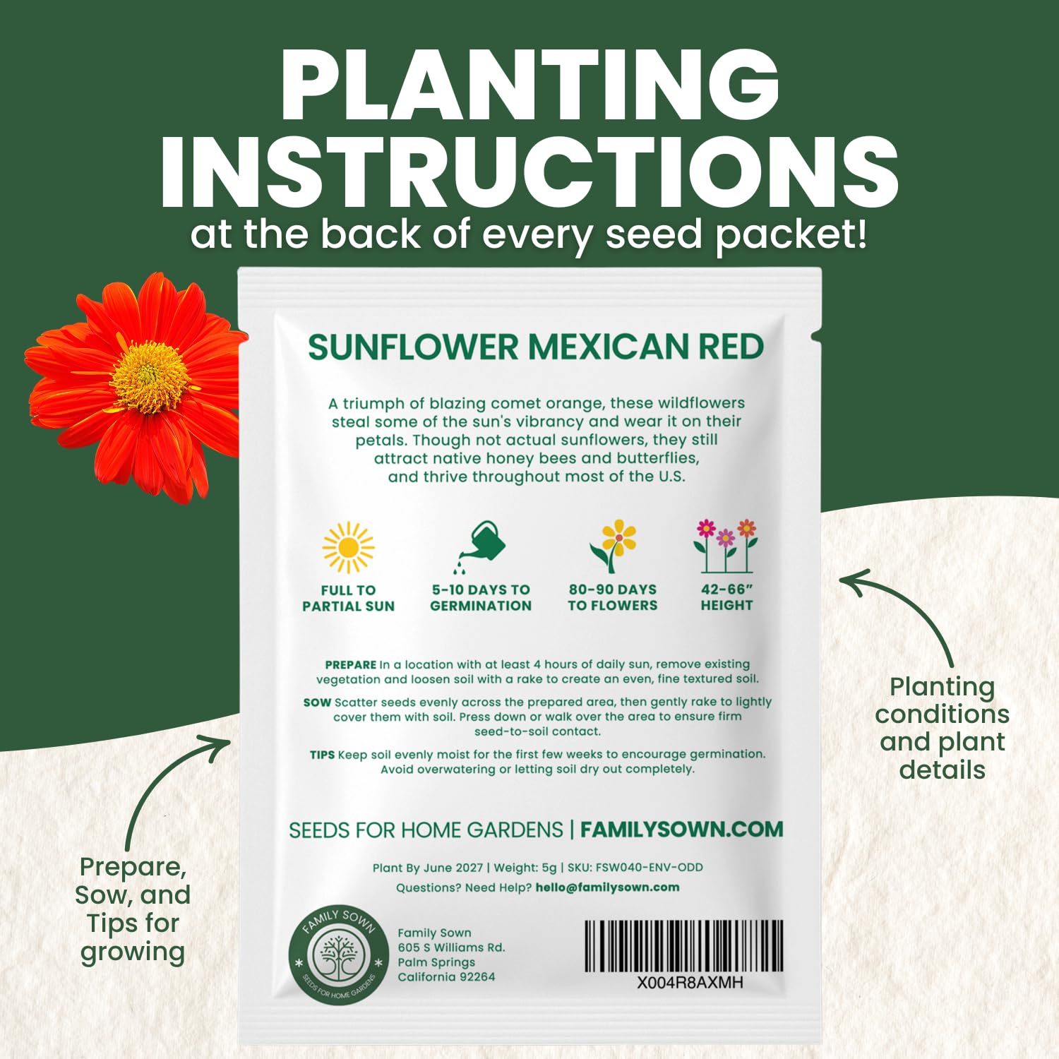 Family Sown Mexican Sunflower border planting in a sunny garden