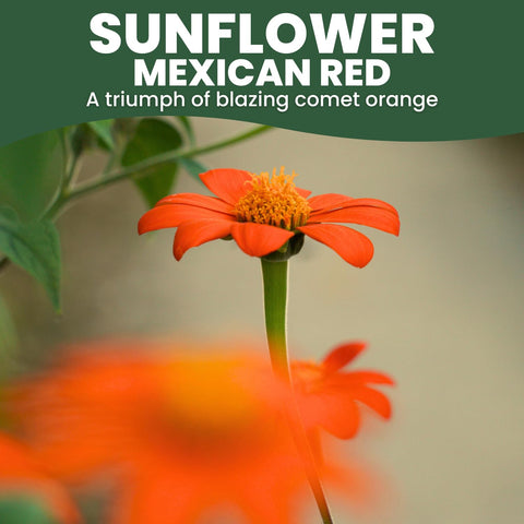 Family Sown Mexican Sunflower red blooms attracting butterflies in a sunny bed