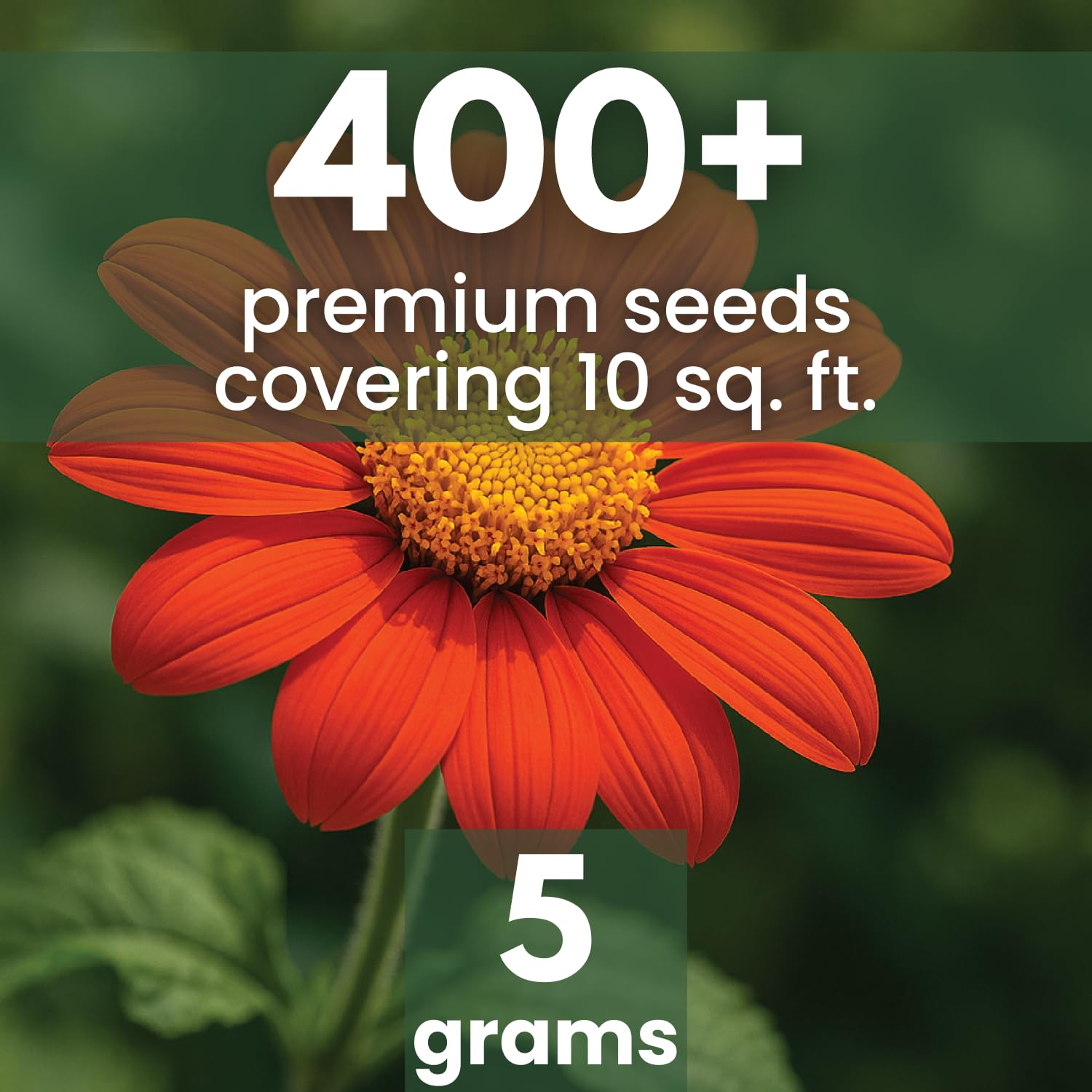 Family Sown Mexican Sunflower red tall bloom in a garden setting