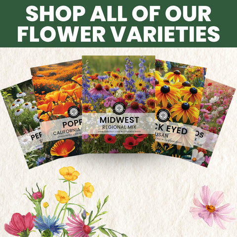 Native plant variety visible in Midwest Regional Mix
