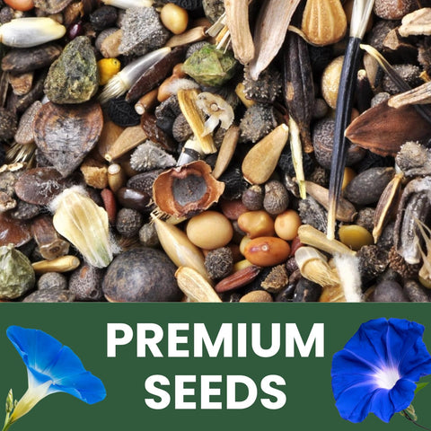 FAMILY SOWN Heavenly Blue blooms attract pollinators to your garden.