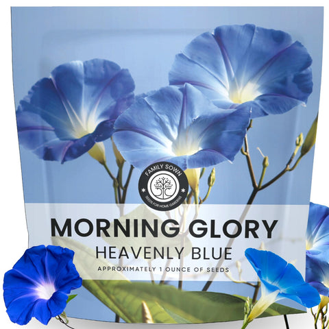 FAMILY SOWN Morning Glory Heavenly Blue bloom in morning sun, bright garden color.