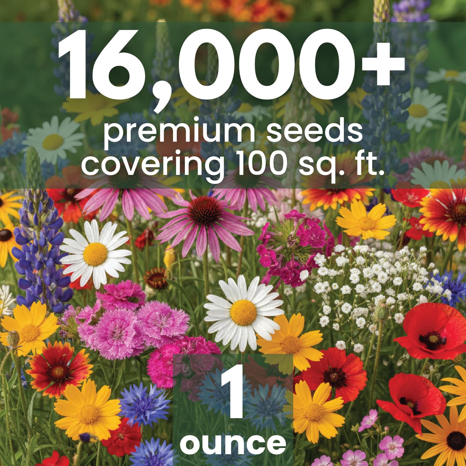 Family Sown Northeast Natives Mix in a meadow setup, supporting durable, long-season blooms.