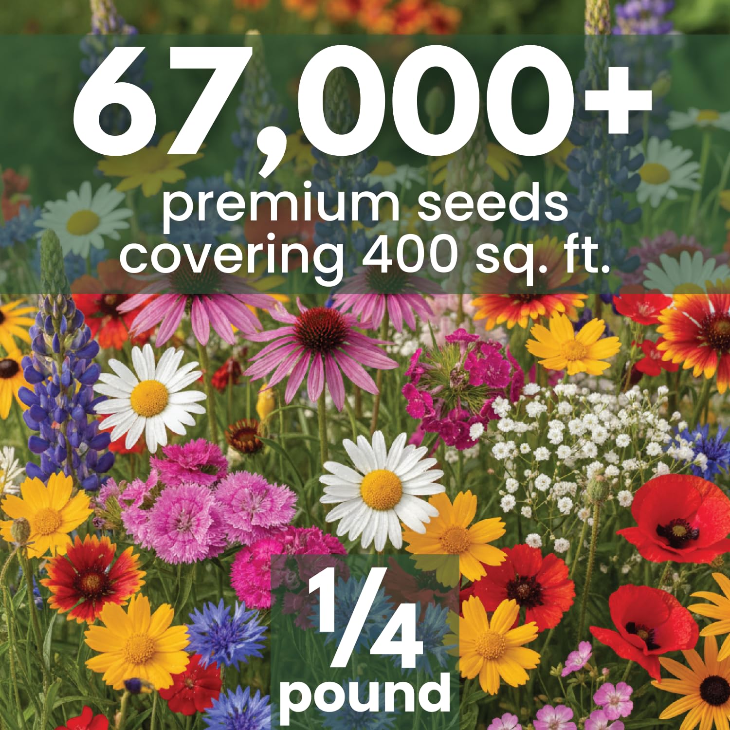Family Sown Northeast Natives Mix seeds close-up, showing premium germination-ready varieties.
