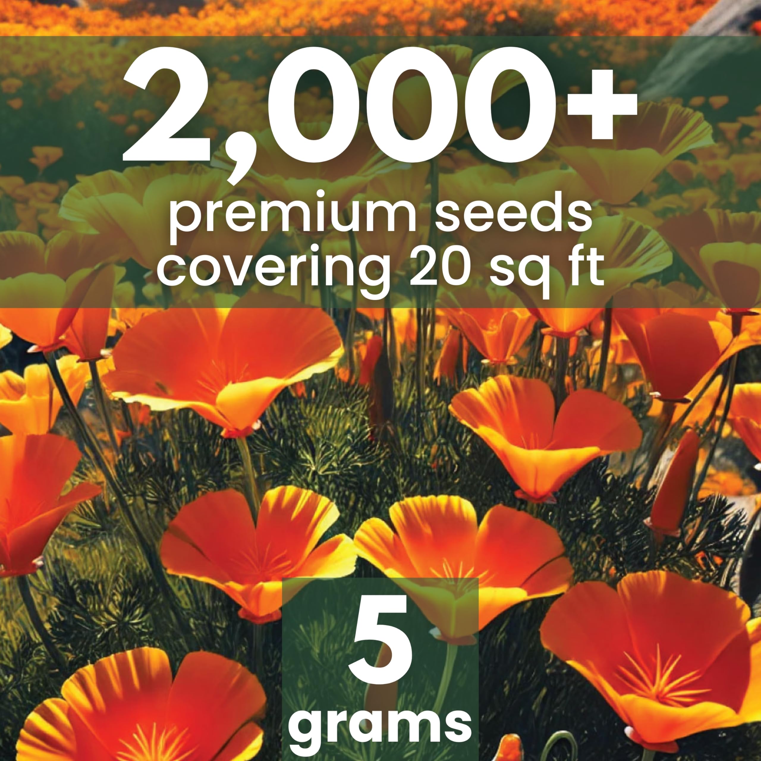Family Sown orange California poppy bloom closeup adds warm color.