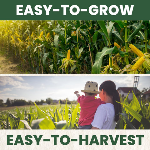 Family Sown Peaches and Cream corn on the plant under sun promotes reliable yields.