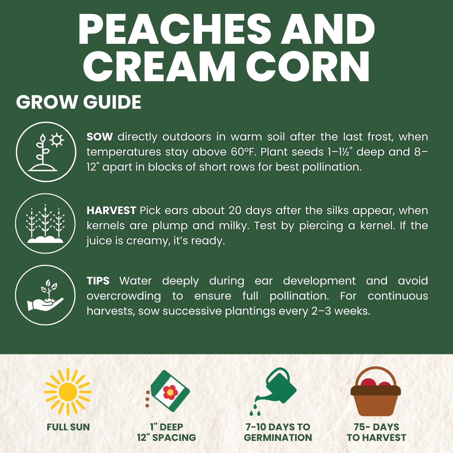 Family Sown Peaches and Cream kernels close-up reveals creamy-yellow and white colors.