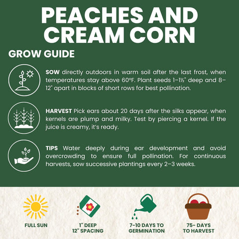 Family Sown Peaches and Cream kernels close-up reveals creamy-yellow and white colors.