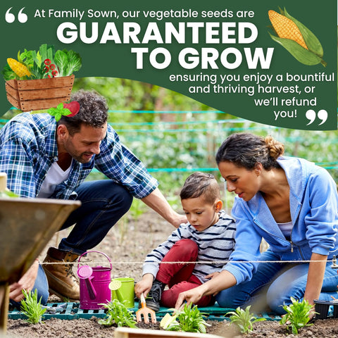 Family Sown Peaches and Cream ears on the grill invite easy summer meals.