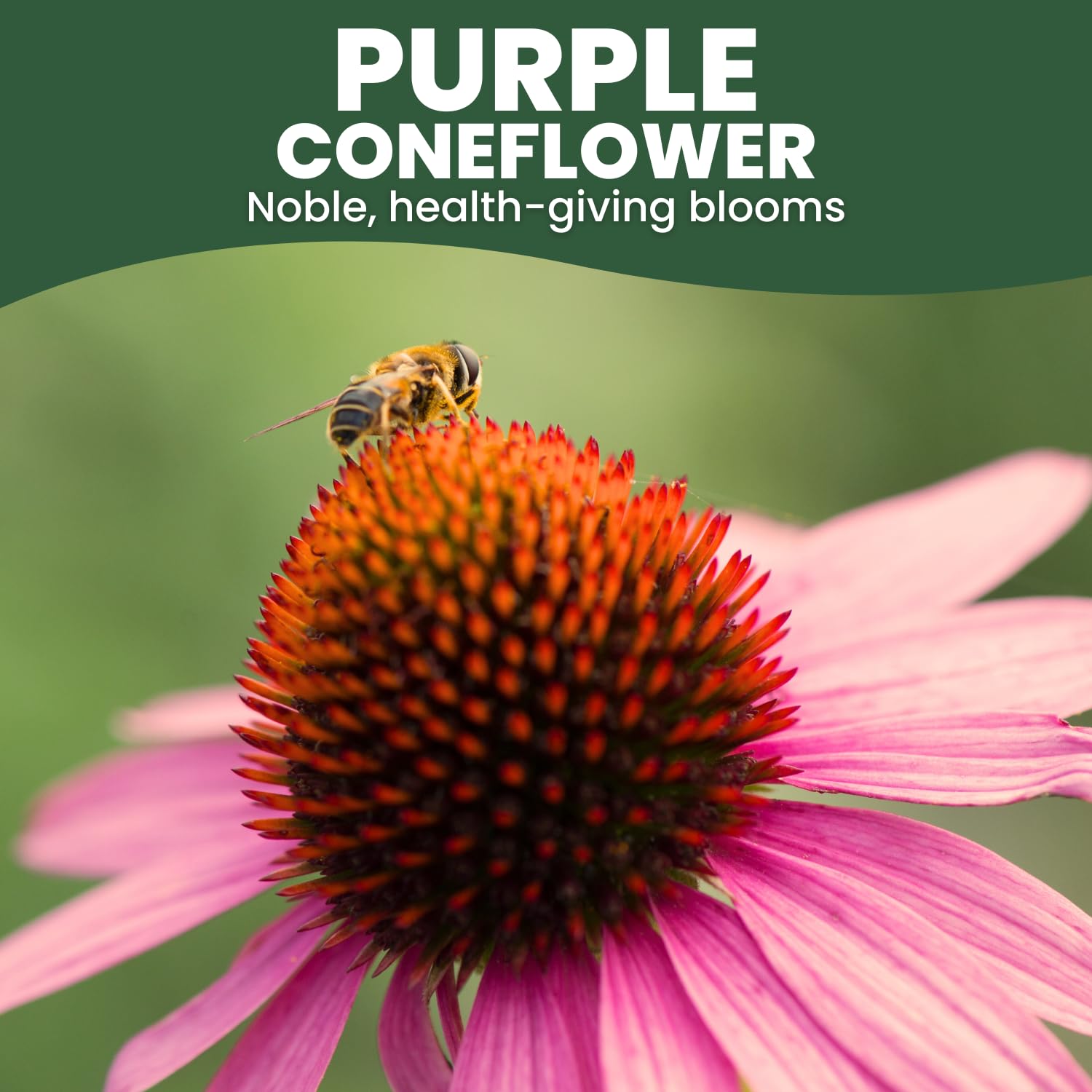 Family Sown perennial-border coneflower plants illustrate drought-tolerant accents for year-round interest.