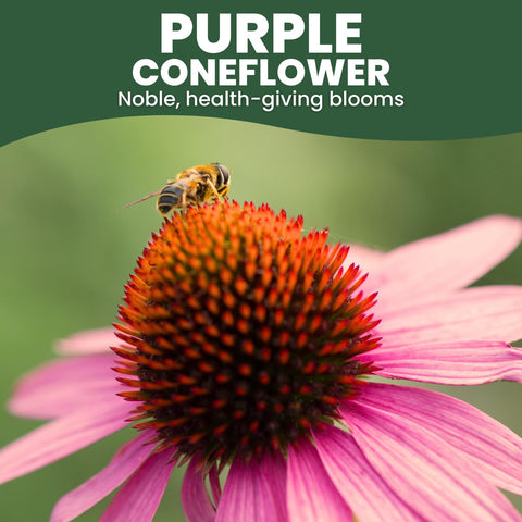 Family Sown perennial-border coneflower plants illustrate drought-tolerant accents for year-round interest.
