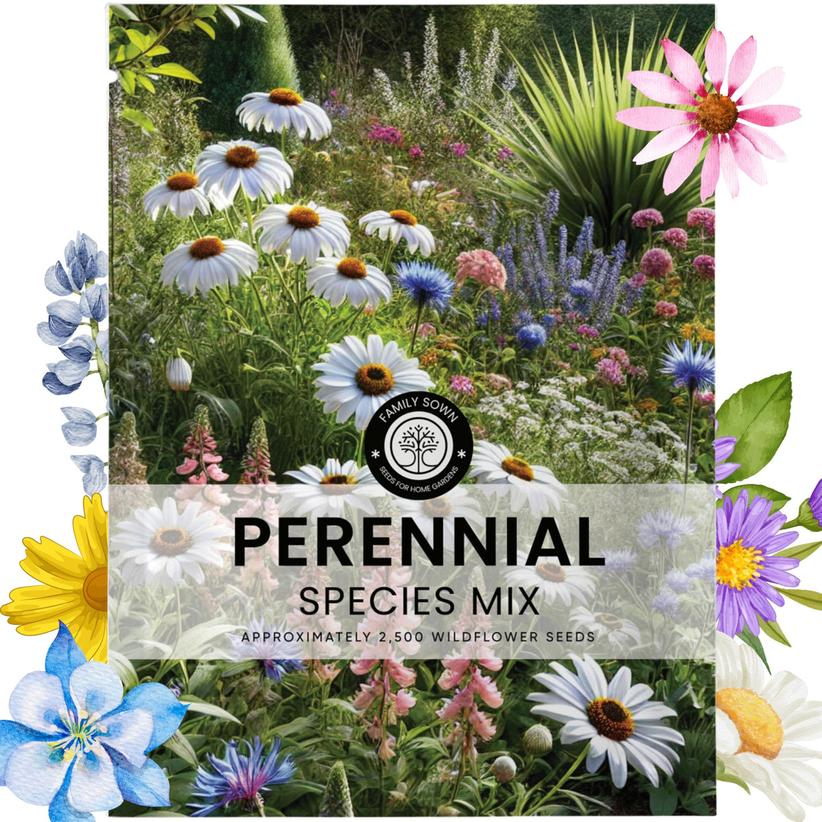 Family Sown perennial mix 5g envelope ready to sow a vibrant border garden