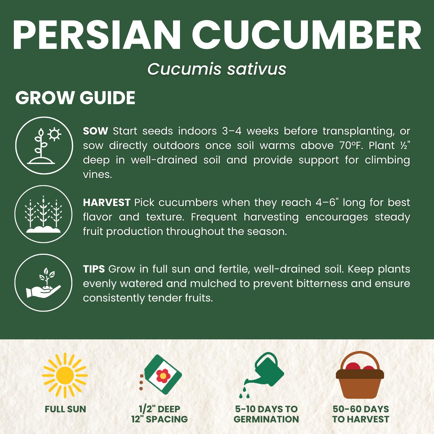 Family Sown Persian cucumber fruits, snack-sized and crisp.