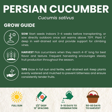 Family Sown Persian cucumber fruits, snack-sized and crisp.