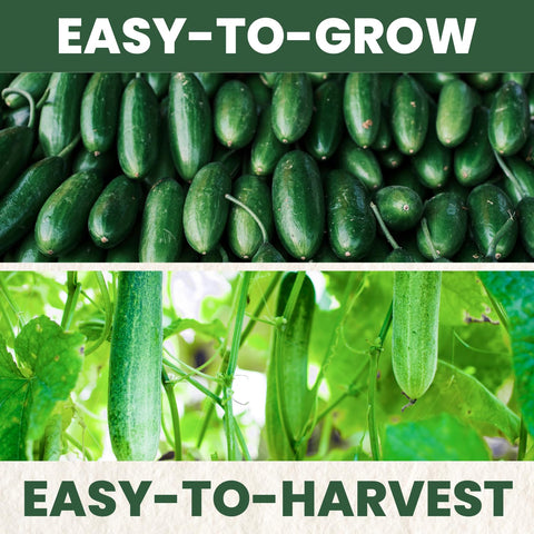 Family Sown cucumber close-up highlighting thin skin and crisp texture.
