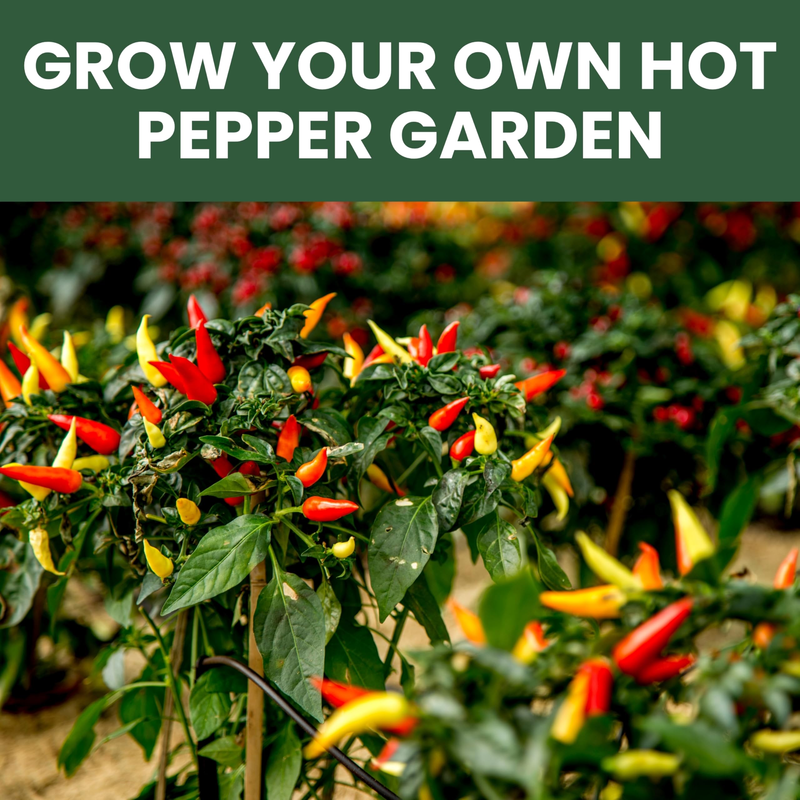 Family Sown Poblano seed pack perfect for roasting and stuffing