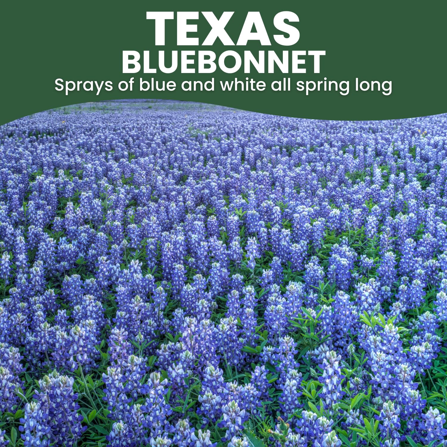 Family Sown pollen-friendly bluebonnet supports bees and butterflies in the garden.