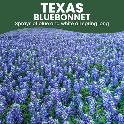 Family Sown pollen-friendly bluebonnet supports bees and butterflies in the garden.