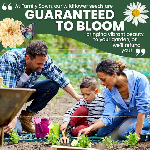 Family Sown pollinator-friendly meadow flowers enhance sunny garden beds.