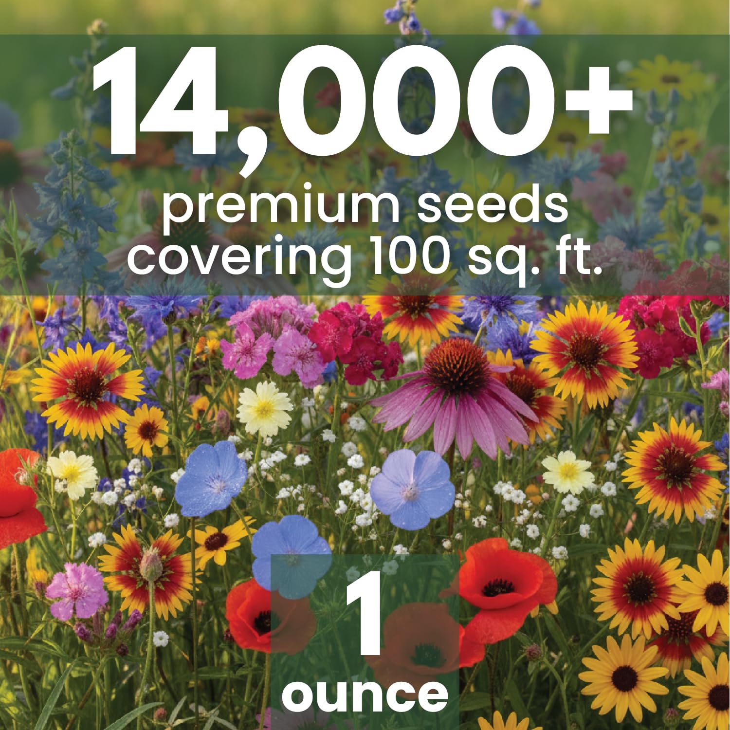 FAMILY SOWN prairie-bloom-color-sweep offers vibrant blooms along borders.