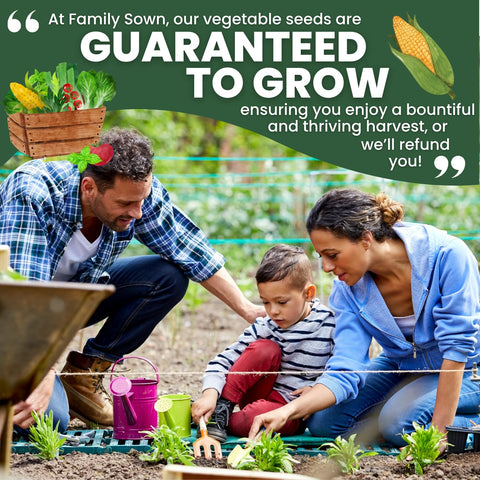 Family Sown tips for preserving corn after harvest for later meals.
