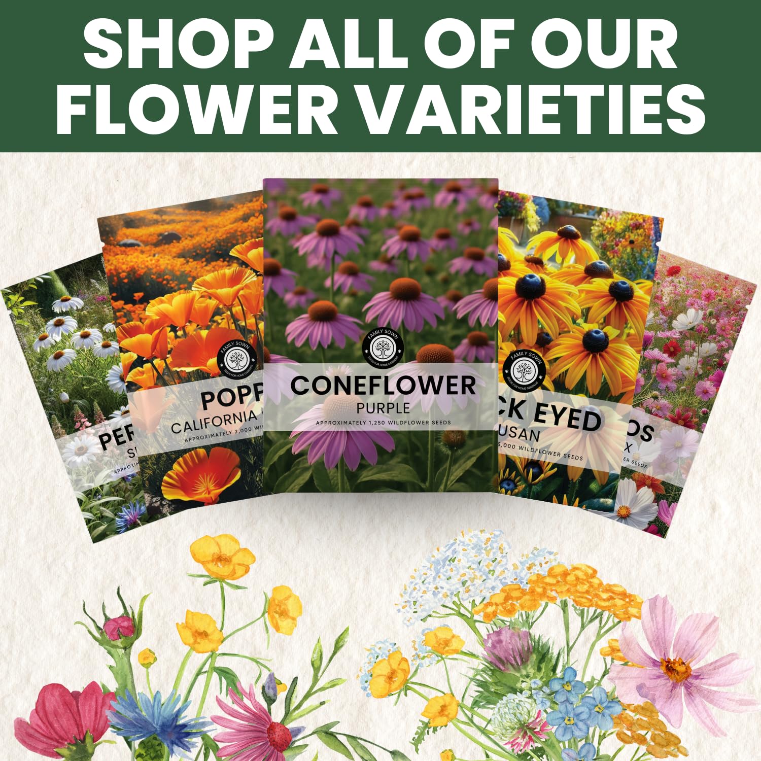 Family Sown Purple Coneflower blooms in garden beds with bold color.