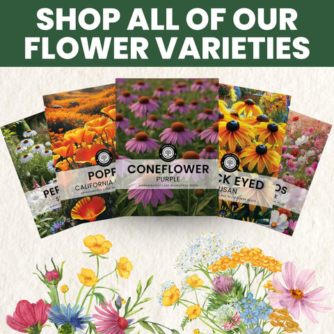 Family Sown Purple Coneflower blooms in garden beds with bold color.