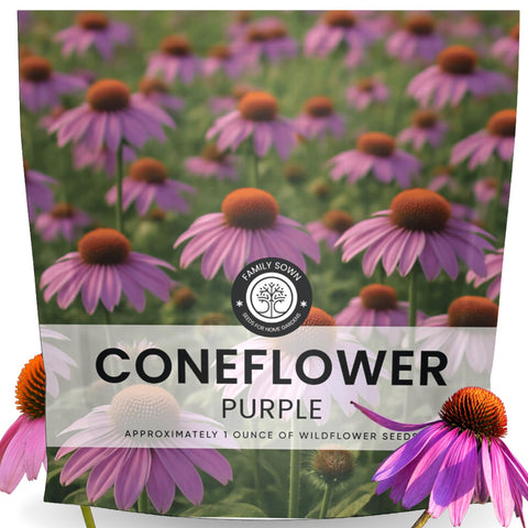 Family Sown Purple Coneflower seeds ready for sowing with reliable germination potential.