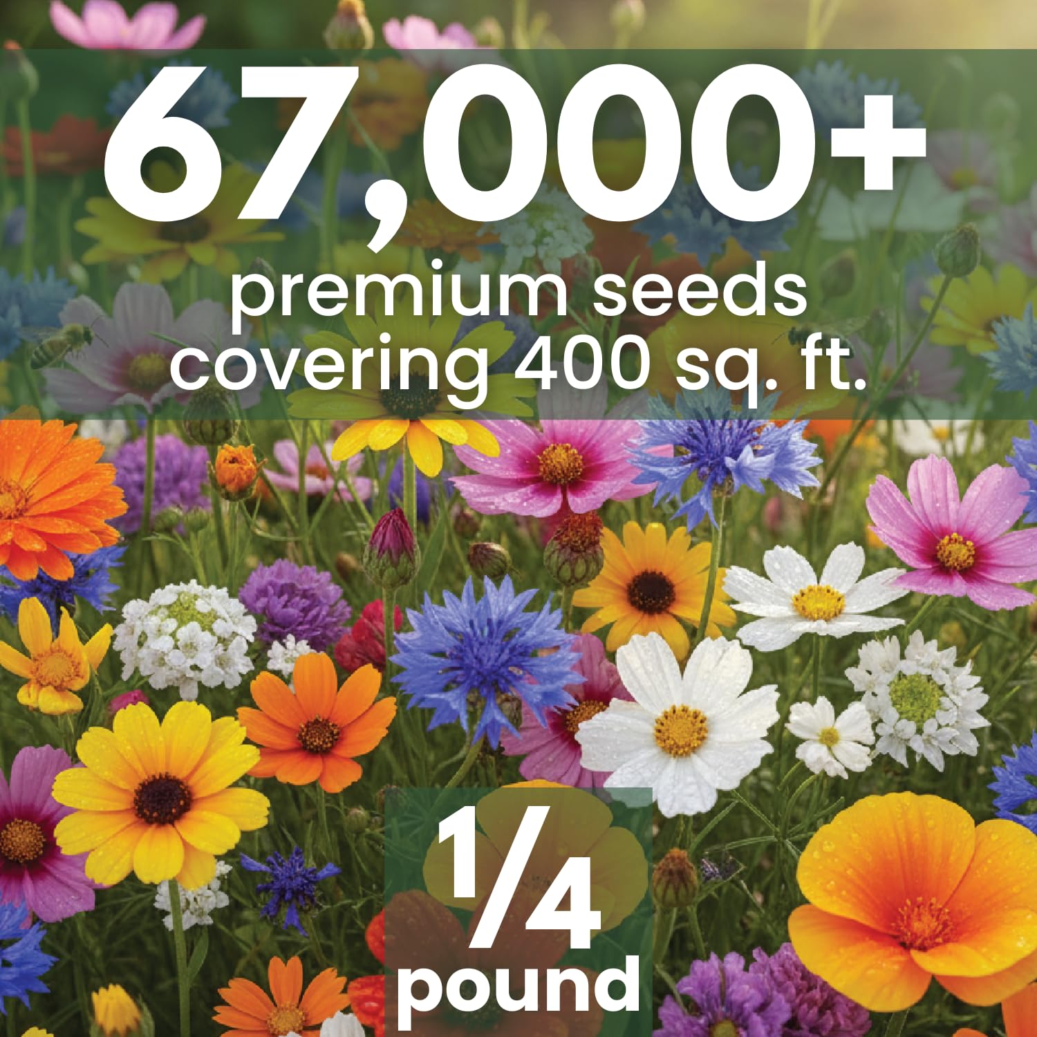 Family Sown Quick Blooming Mix seeds closeup shows diverse blooms