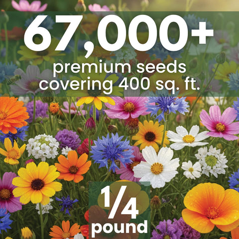 Family Sown Quick Blooming Mix seeds closeup shows diverse blooms