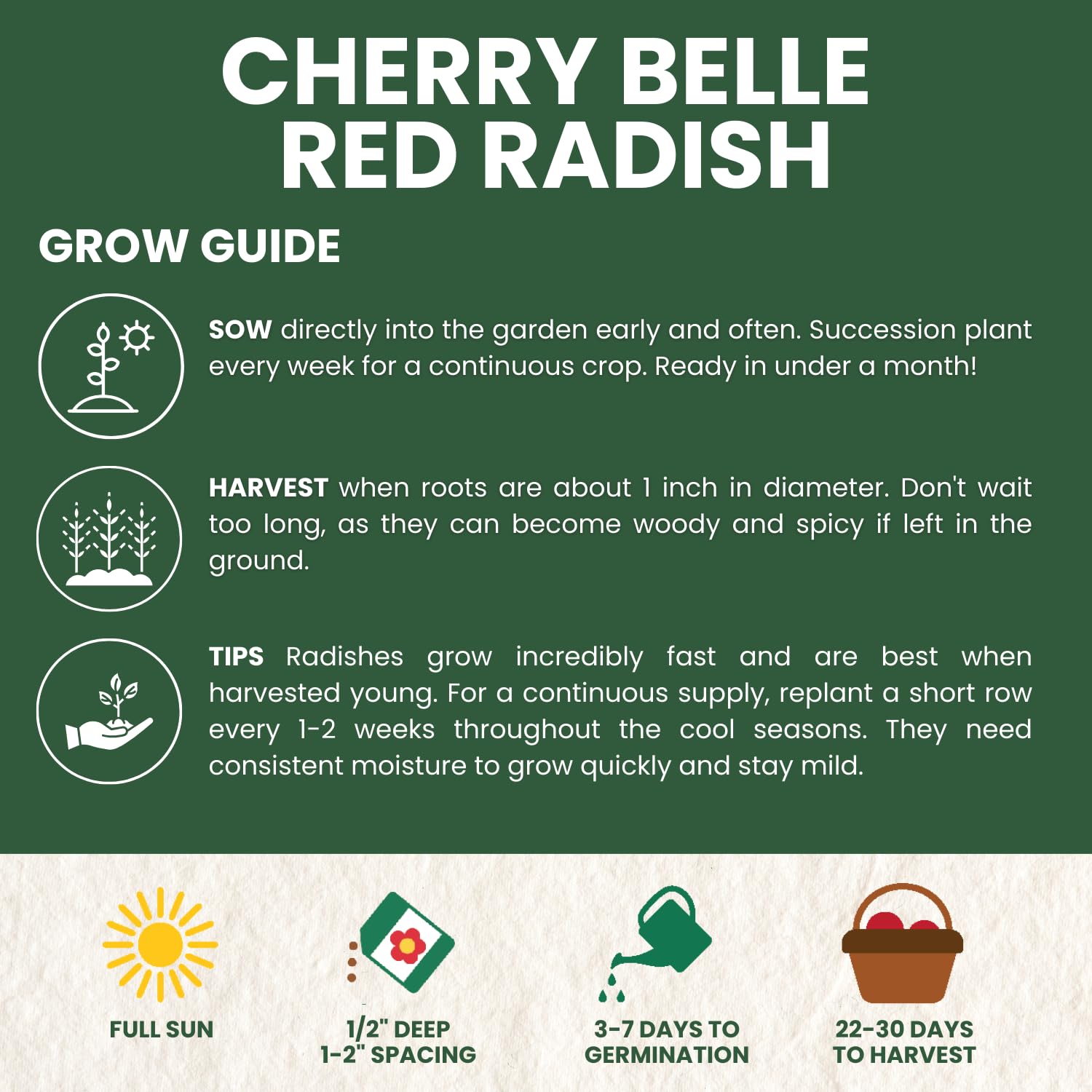 Harvest-ready Cherry Belle radishes from FAMILY SOWN after rapid growth.