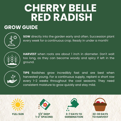 Harvest-ready Cherry Belle radishes from FAMILY SOWN after rapid growth.