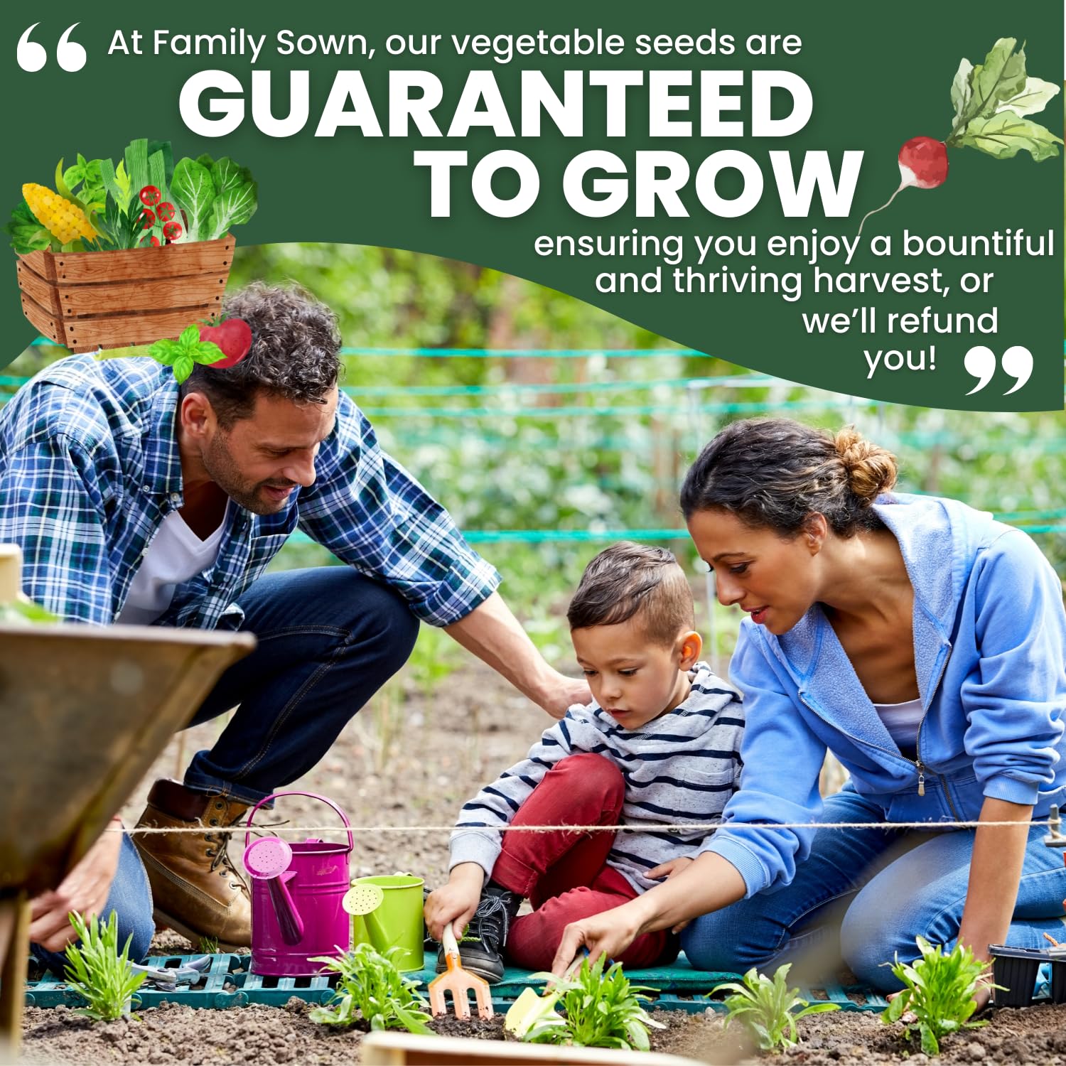 Cherry Belle radish ready-to-eat, perfect for salads and snacks, by FAMILY SOWN.