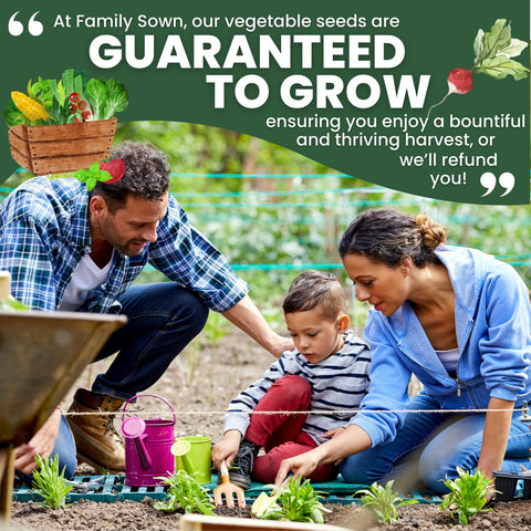 Cherry Belle radish ready-to-eat, perfect for salads and snacks, by FAMILY SOWN.