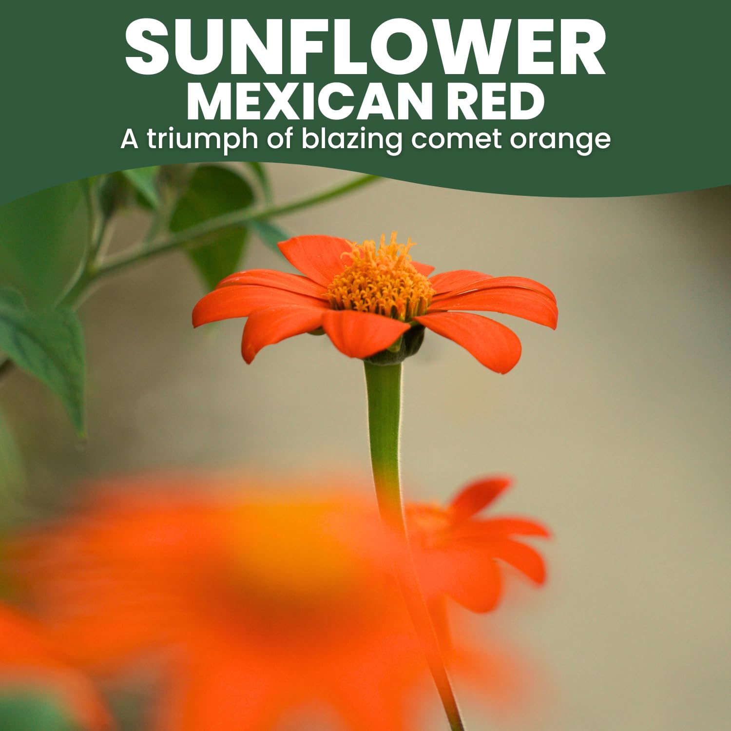 Family Sown tall red sunflowers attract butterflies and pollinators.