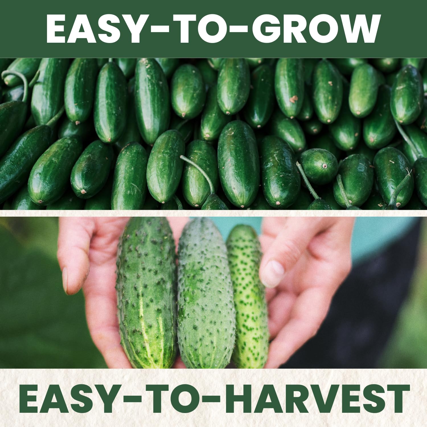 Family Sown sealed freshness packet with planting instructions and care tips.