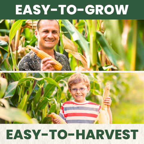 Family Sown high-germination seeds promote vigorous growth in home gardens.