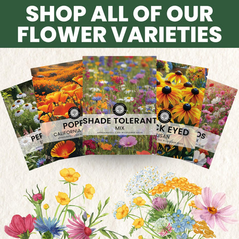 FAMILY SOWN shade-tolerant mix is easy-care for new gardeners.