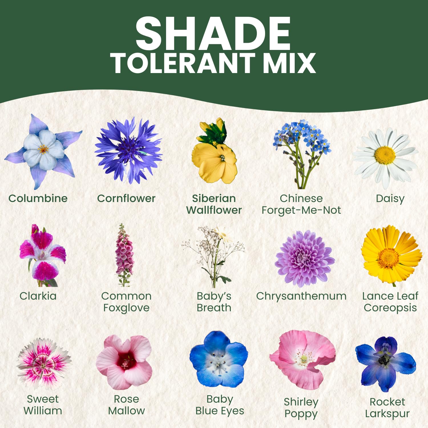 FAMILY SOWN shade-tolerant mix creates soft blooms under shaded trees.