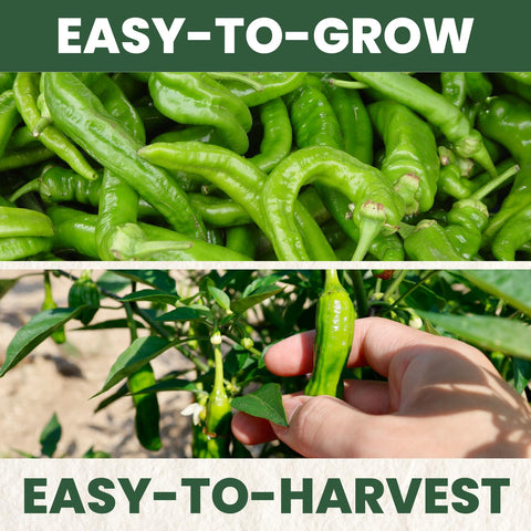 Family Sown Shishito peppers reveal abundant fruit on balcony-friendly plants.