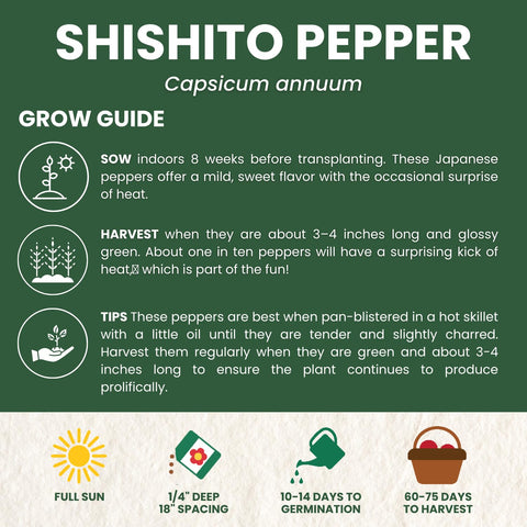 Family Sown Shishito peppers develop slender fruits for early-season harvests.