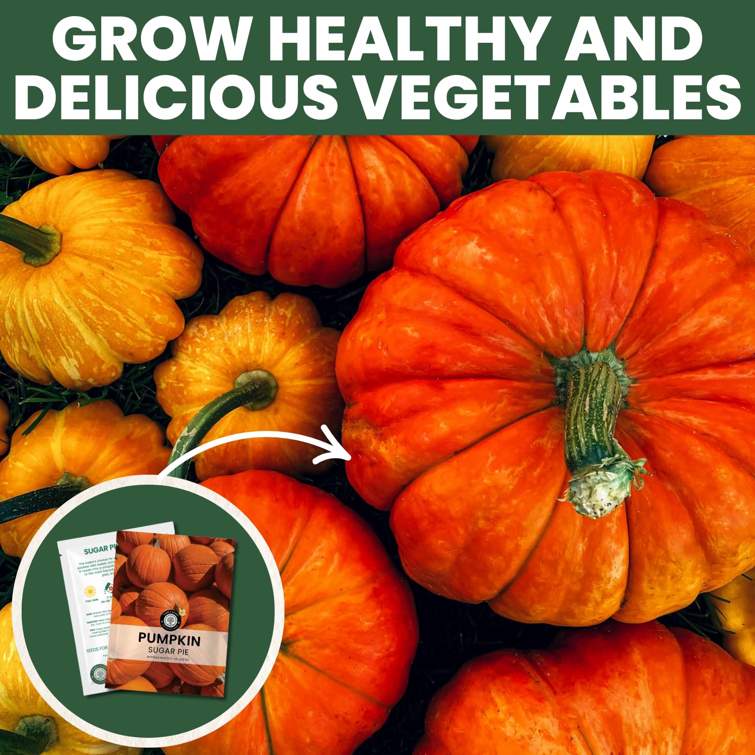Family Sown Sugar Pie pumpkins on baking sheet, perfect for pies.