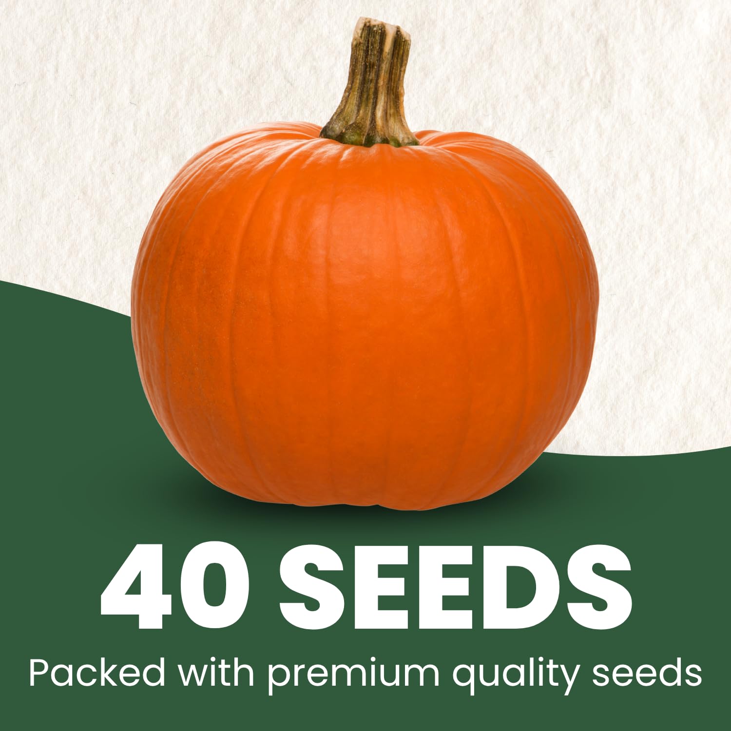 Hands hold Family Sown Sugar Pie seeds, premium quality for reliable germination.