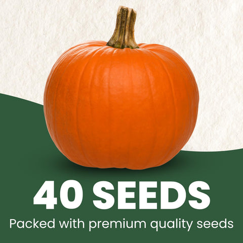 Hands hold Family Sown Sugar Pie seeds, premium quality for reliable germination.
