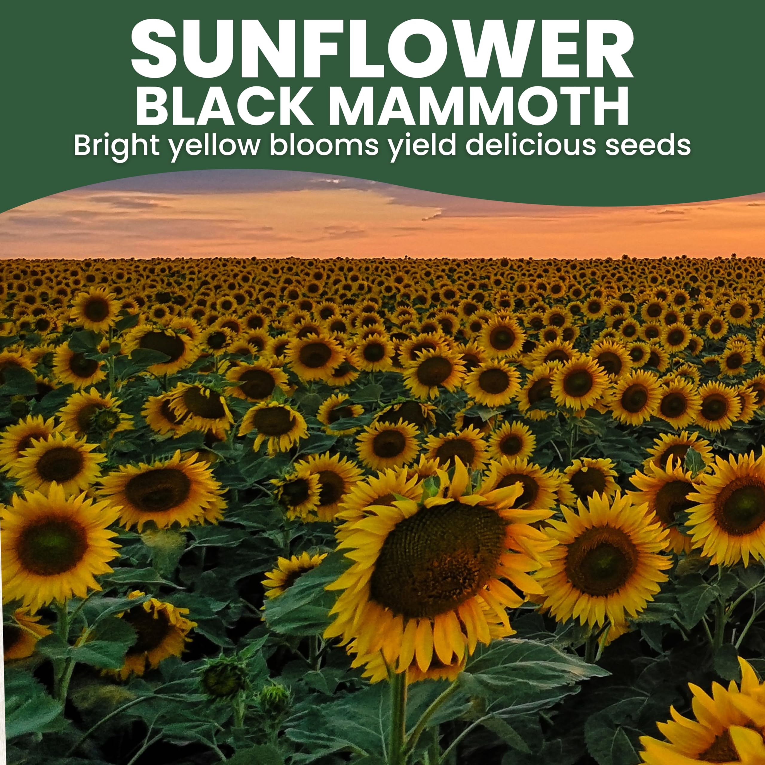 Family Sown Black Mammoth seeds for borders create a naturalized, wildlife-friendly display.
