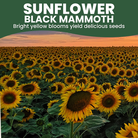 Family Sown Black Mammoth seeds for borders create a naturalized, wildlife-friendly display.