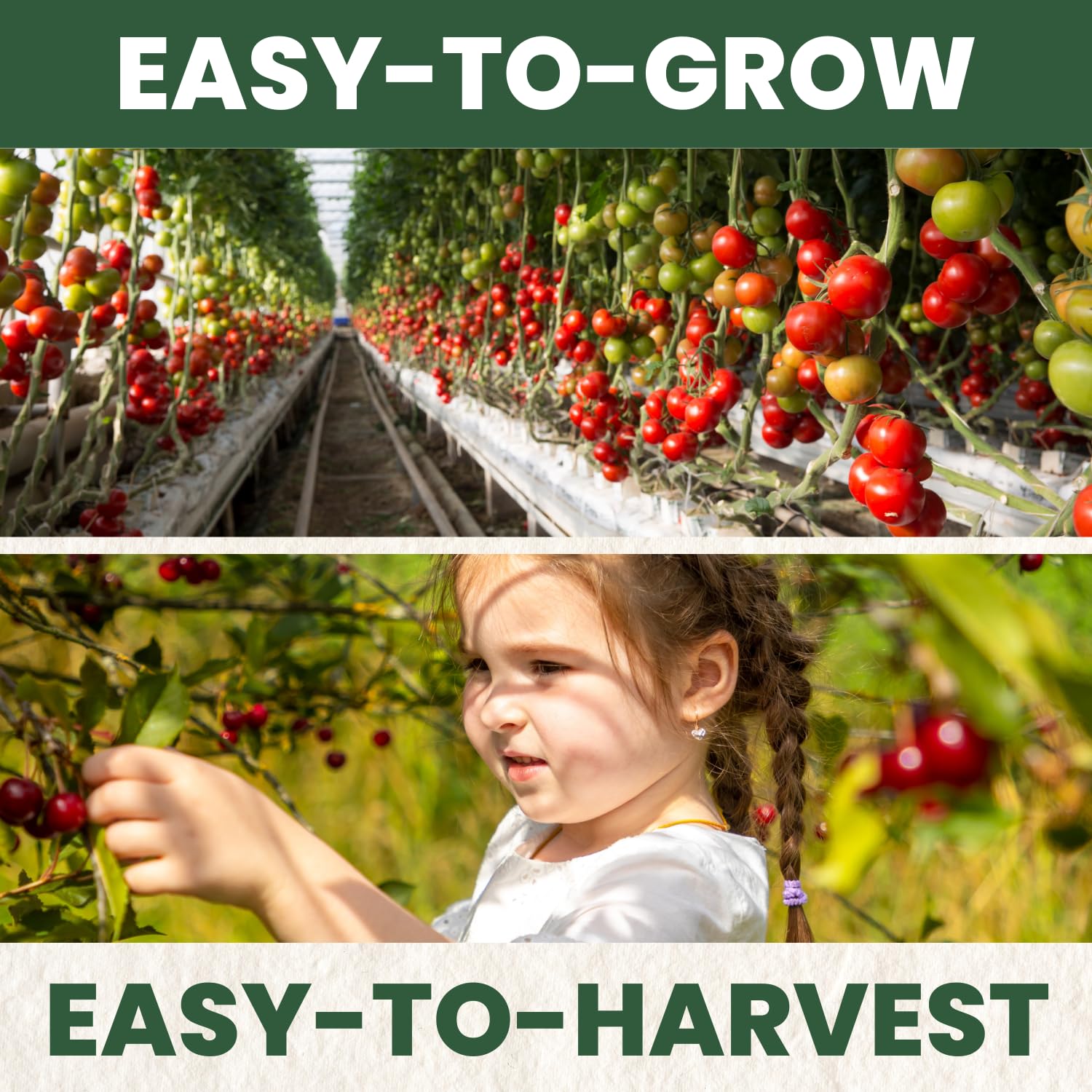 Sweet cherry tomatoes ideal for snacking, salads, and lunchboxes