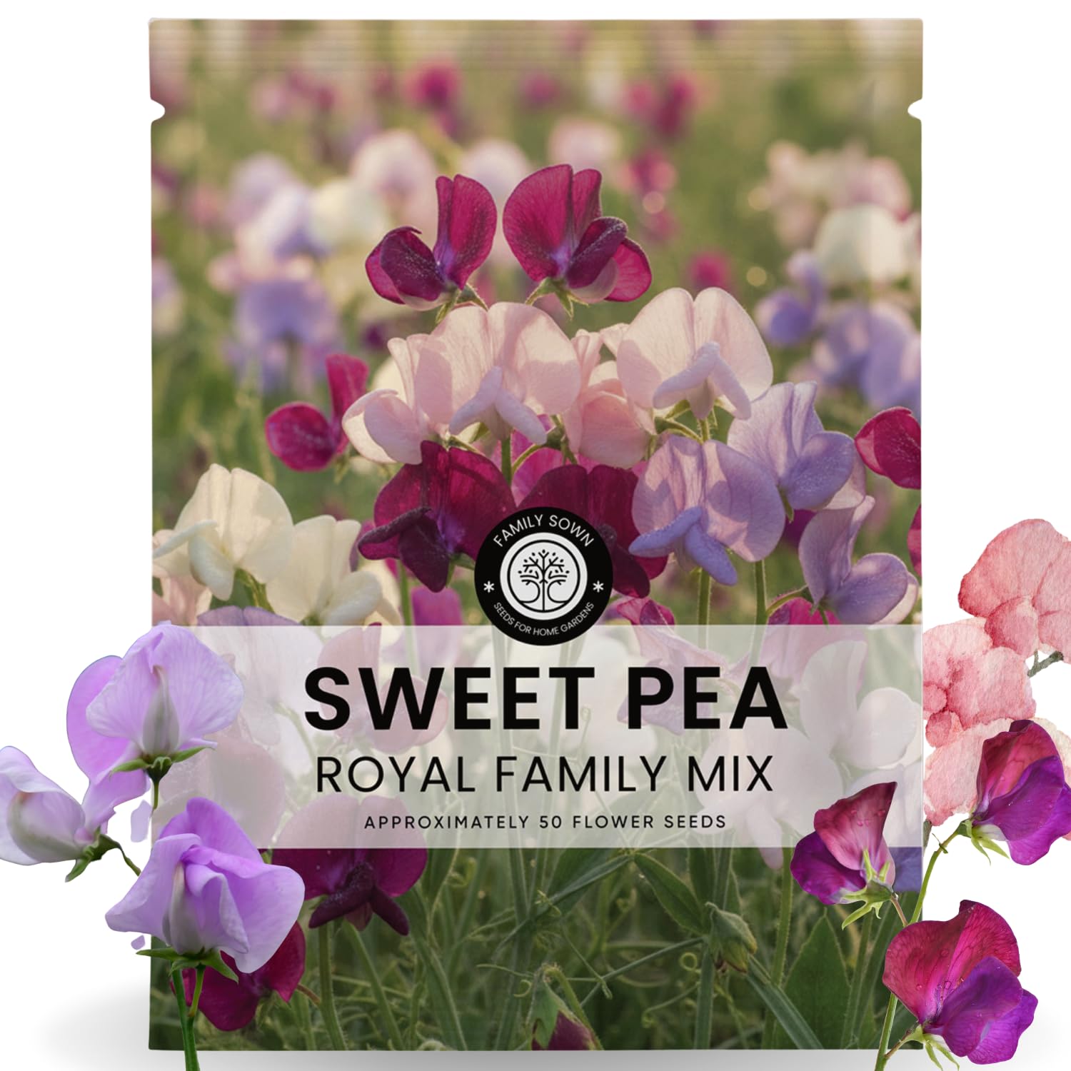 FAMILY SOWN Sweet Pea Royal Family Mix bloom adds vibrant garden color