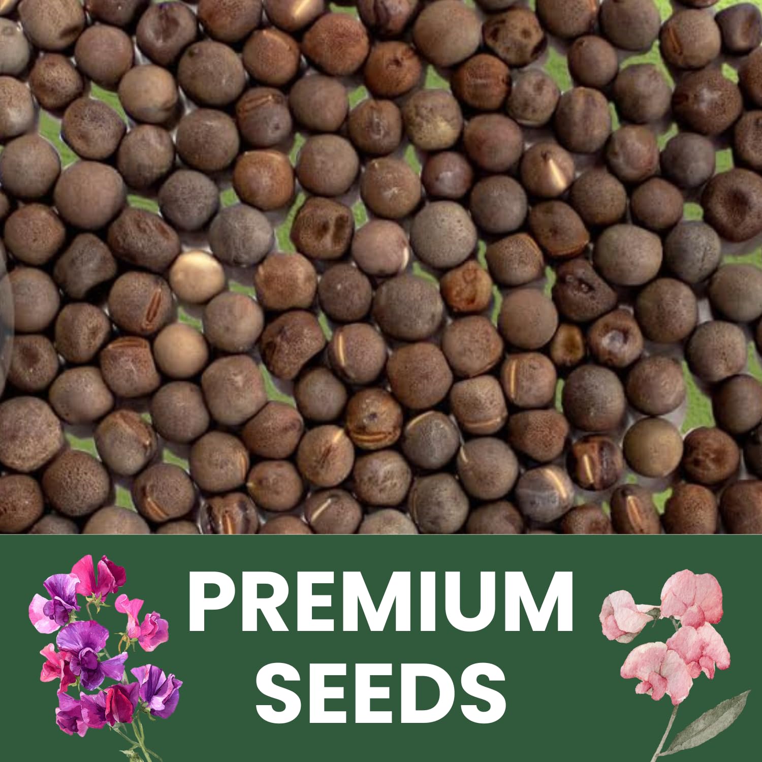 FAMILY SOWN Sweet Pea Royal Family Mix seeds in moisture pouch