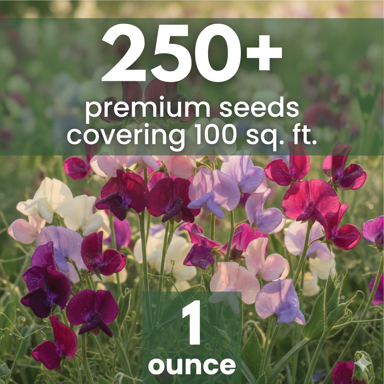FAMILY SOWN Sweet Pea Royal Family Mix stems for long, elegant cut flowers